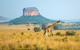 Wildlife, beaches, vineyards – South Africa has it all