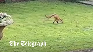 video: Watch: Two-legged fox darts through couple's garden 'like a human'