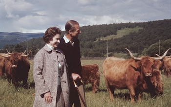 Queen Elizabeth II and Prince Philip in a field with some highland cattle at Balmoral, Scotland, 1972. (Photo by Fox Photos/Hulton Archive/Getty Images)


