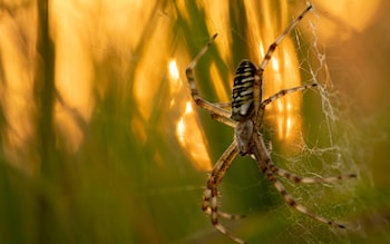 A wasp spider in its web