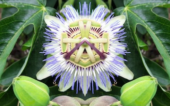 Tynings Climbers' passiflora edulis produces globular purple fruit from September onwards if grown in a greenhouse