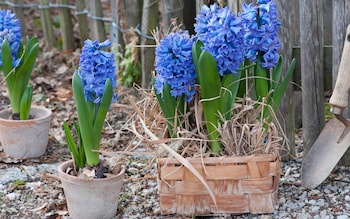 When to plant hyacinth bulbs for Christmas blooms flowers uk 2022 autumn winter growth
