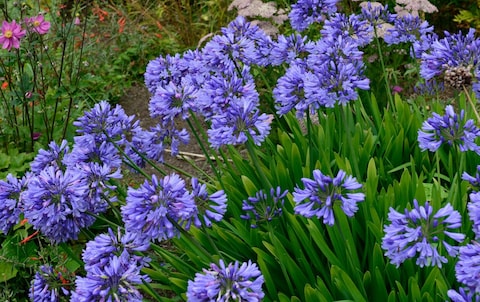 Drought-friendly agapanthus could replace hydrangeas in British gardens 