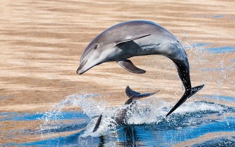 'A vast nursery pod of bottlenose ­dolphins, with calves just days old, played in the wake of the boat for hours'