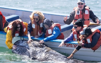 Kate Humble with a grey whale in Mexico; 'it felt like a moment, not just of connection, but of reconciliation between our species'