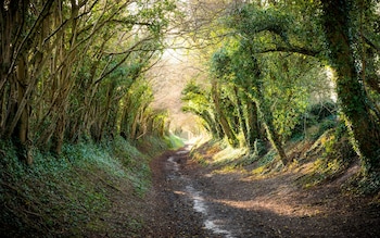 'Time machine': a holloway in West Sussex 
