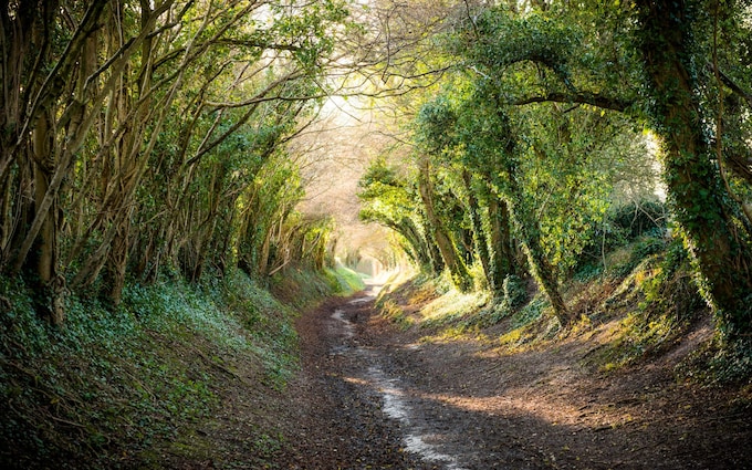 'Time machine': a holloway in West Sussex 