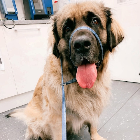 The Leonberger believed to be among the eight dogs seized by police